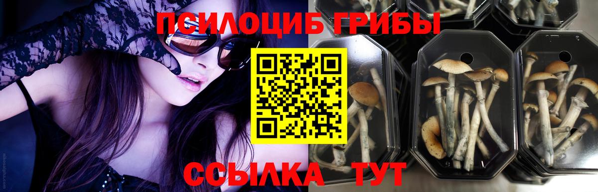 Псилоцибиновые грибы Psilocybe  Вход с VPN  Котлас 